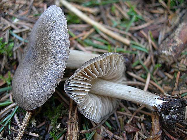 Macromiceti jurassiani � la lunga ricerca